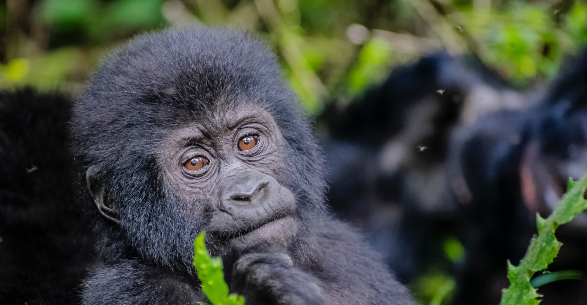 Where to see Habituated Gorillas in Africa?