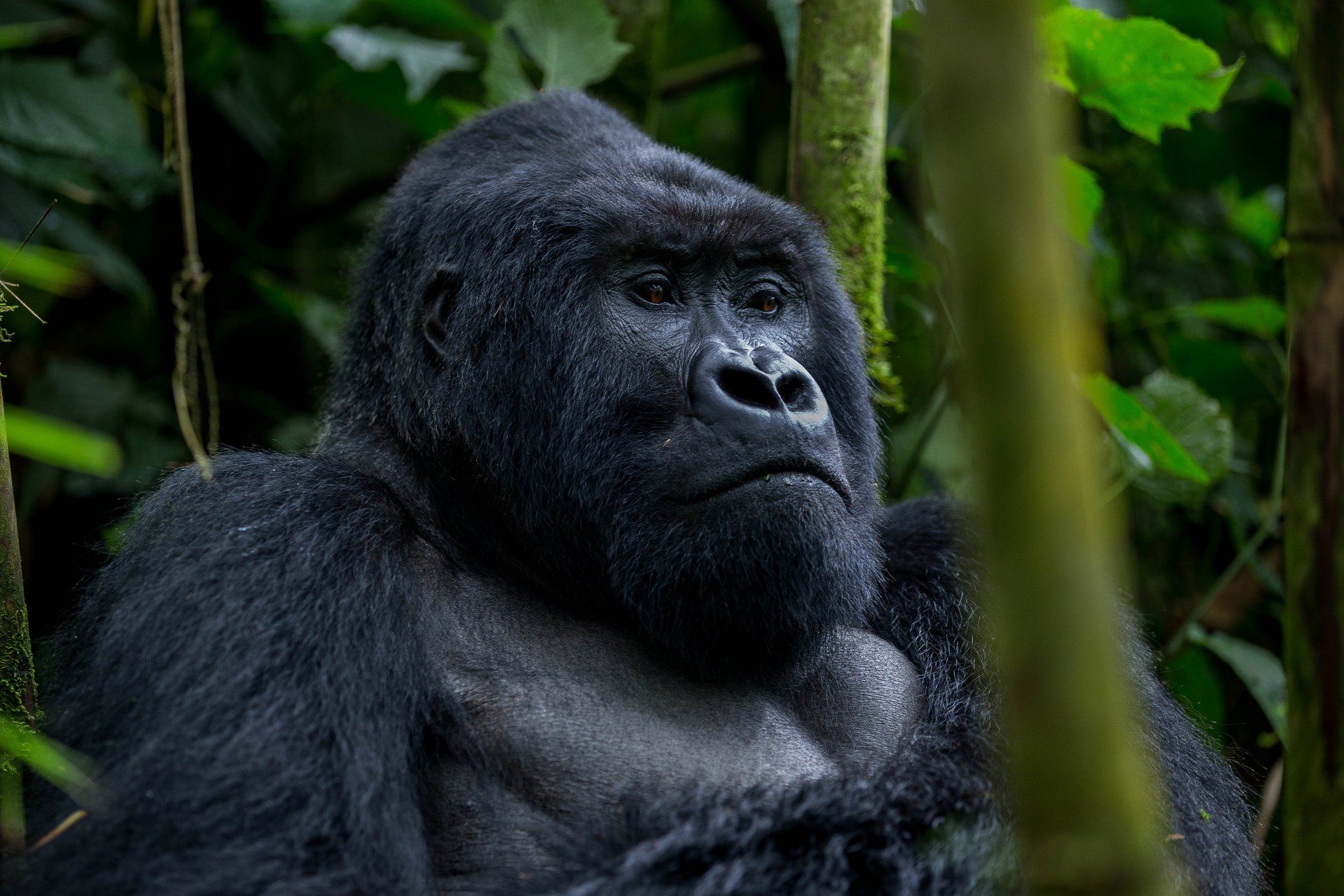 3 Days Gorilla Trekking Tour in Bwindi