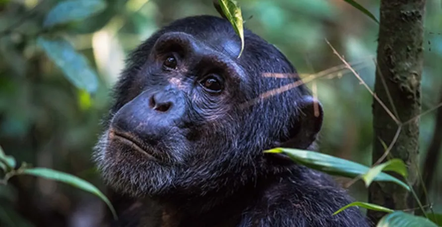 7 Days Rwanda Gorillas and Chimpanzee Safari