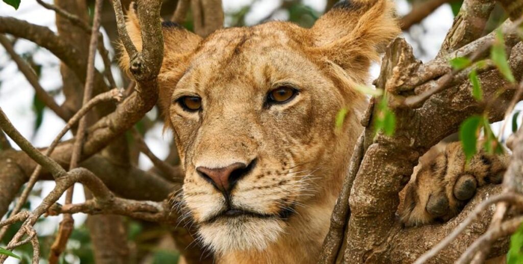 7 Days Rwanda Uganda safari