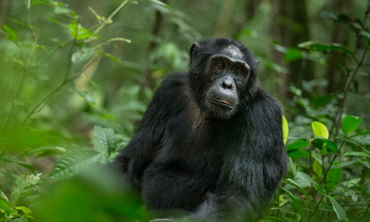 5 Days Uganda Primates Tour