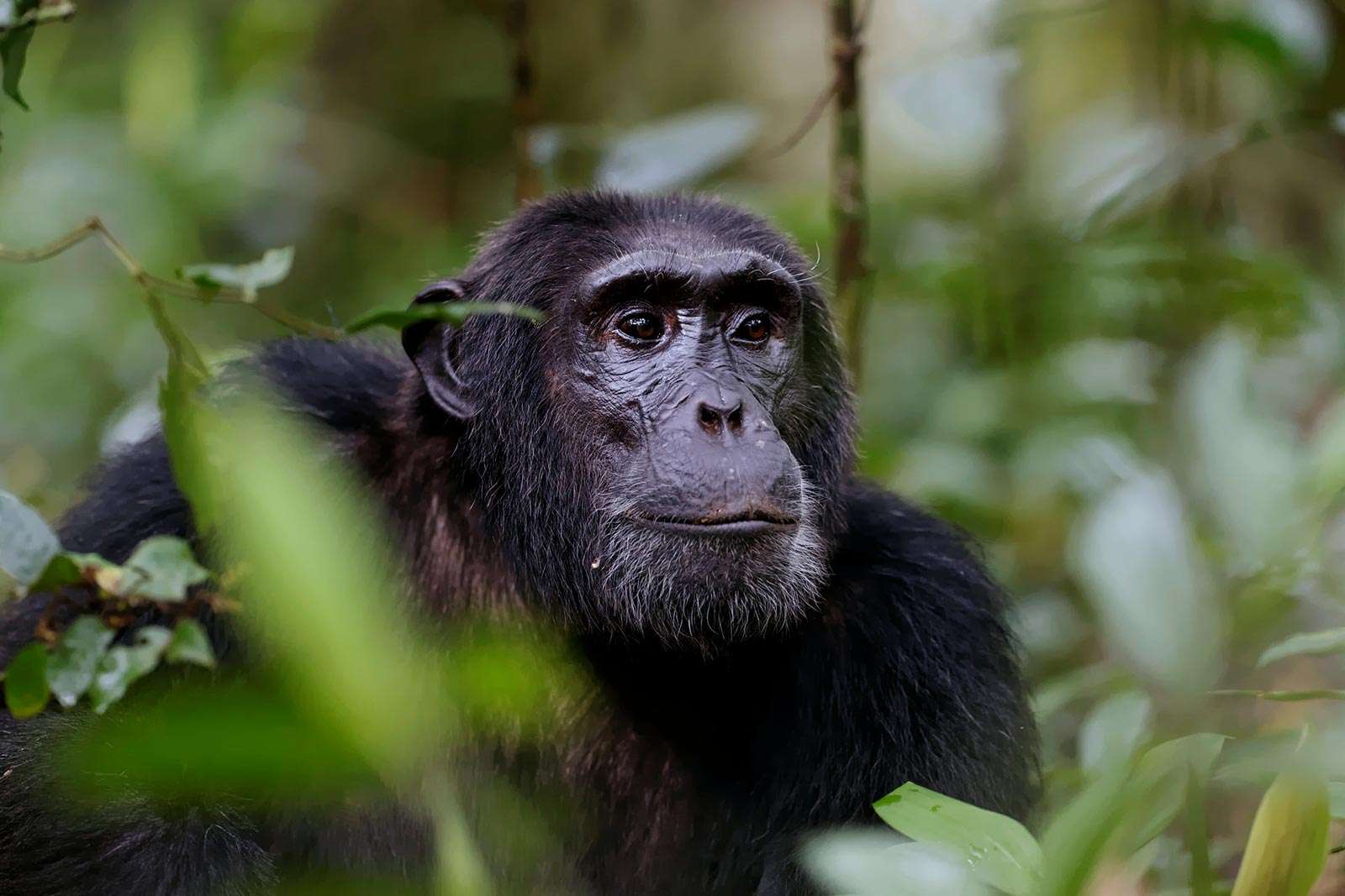 Chimpanzee Trekking in Rwanda 