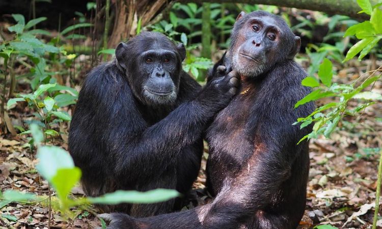 2 Days Chimpanzee Trekking safari