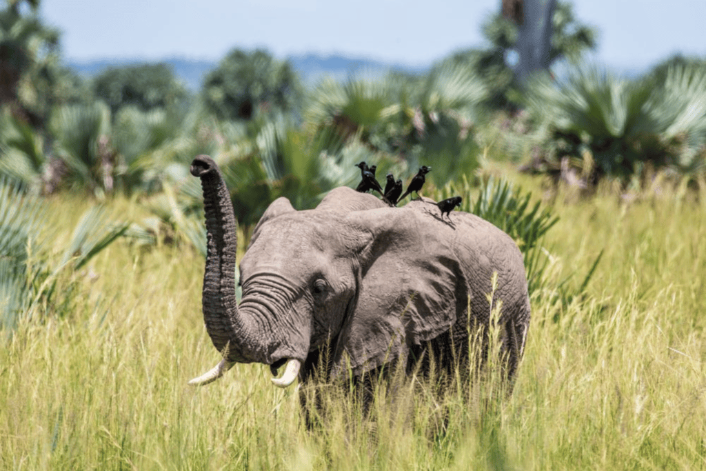 Guide to Open Park Days in Uganda