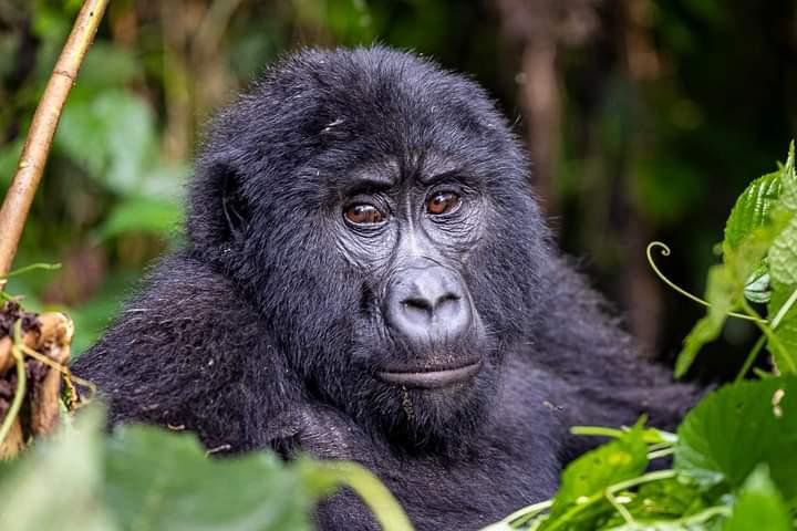 5 Days Bwindi Gorillas and Kibale Chimpanzee Safari