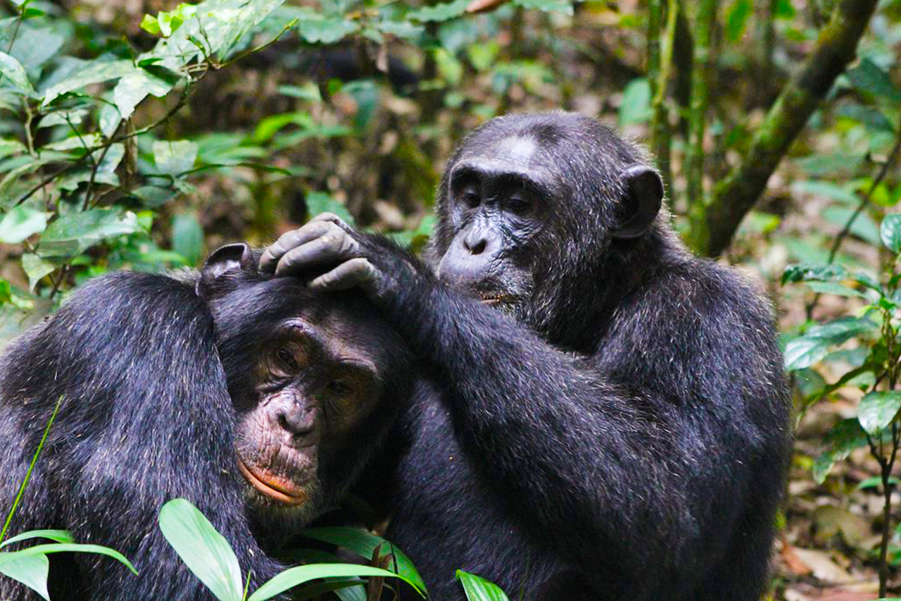 Chimpanzee Trekking In Rwanda Vs Uganda