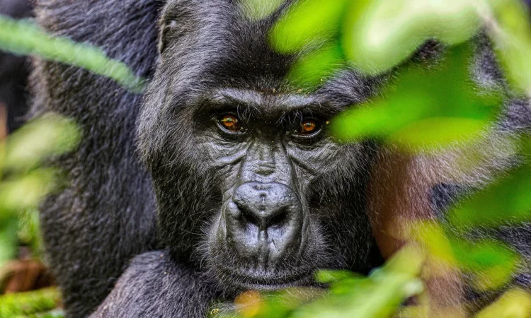 Mountain gorilla trekking vs mountain hiking