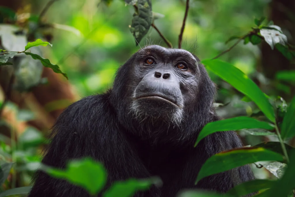 What can I expect on a Uganda safari?