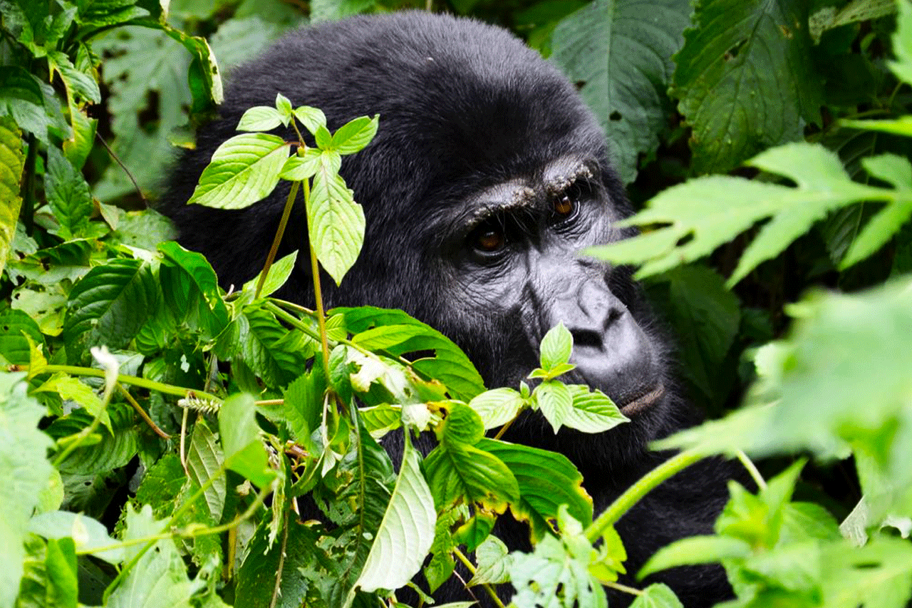 3 Days Bwindi Gorilla Trekking Safari