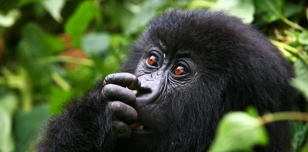 Gorilla Treking Rules and Regulations
