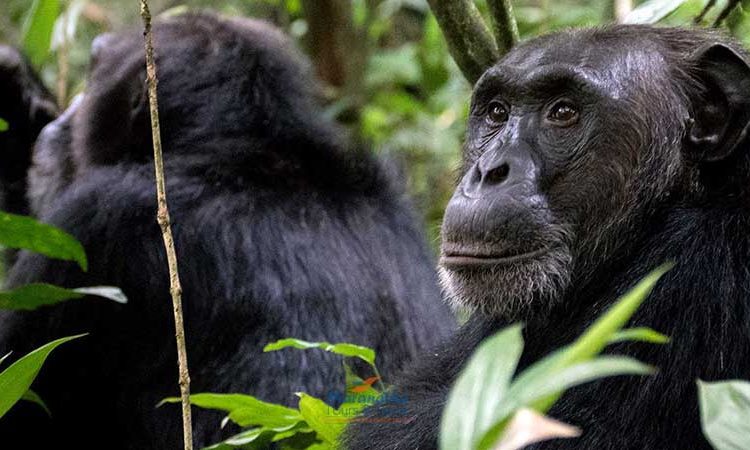 Chimpanzee Trekking in Rwanda 