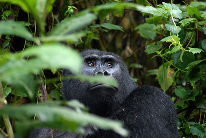When to Trek Gorillas in Uganda?