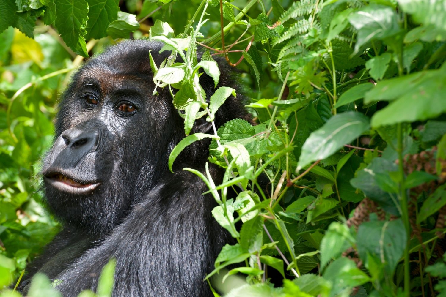 3 Days Kahuzi Biega National Park Safari