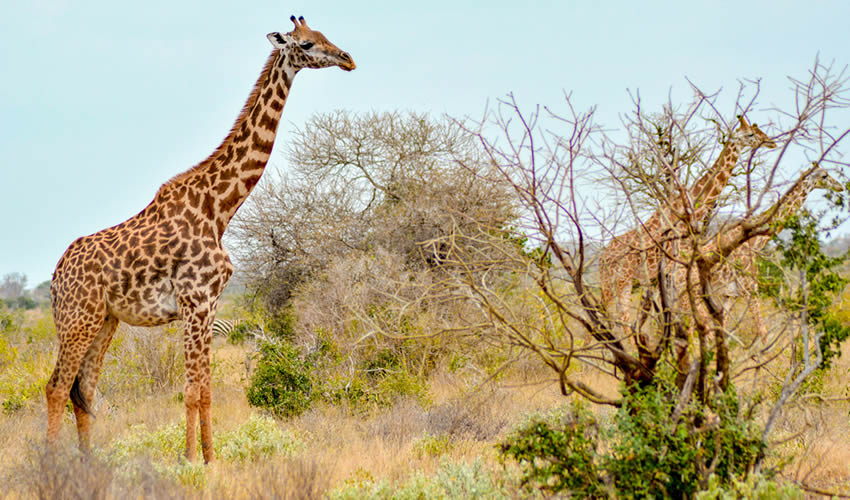 Facts About giraffes in Akagera National Park