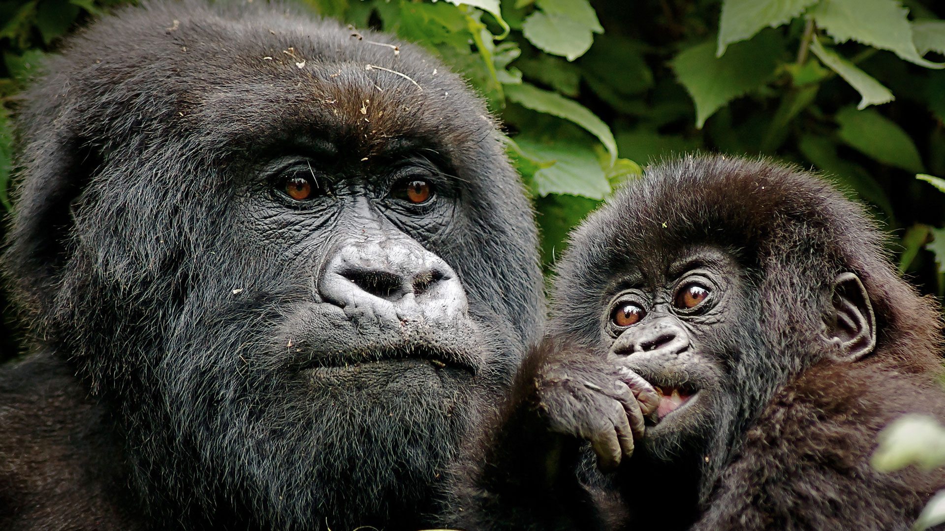 2 Days Rwanda Gorilla Trekking & Dian Fossey Museum Tour