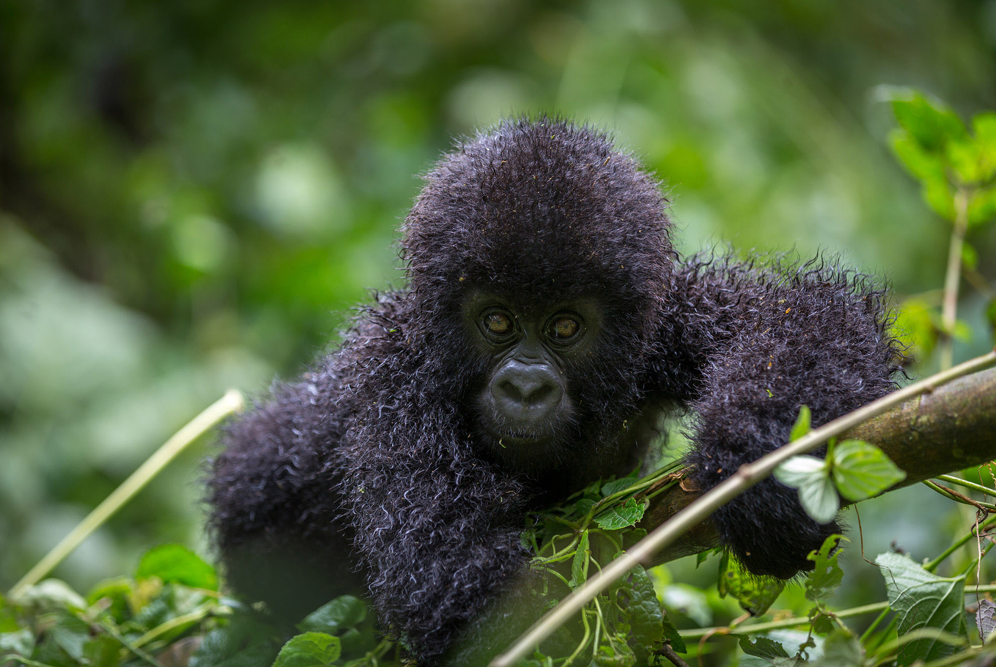 What is the difference between Mountain Gorillas and Lowland Gorillas?