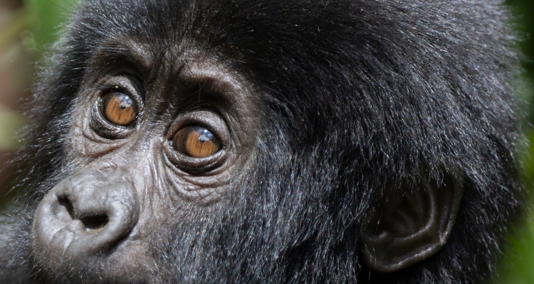 6 Days Gorillas and Cultural Tour in Rwanda