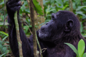 Budget Primate Safari in Uganda