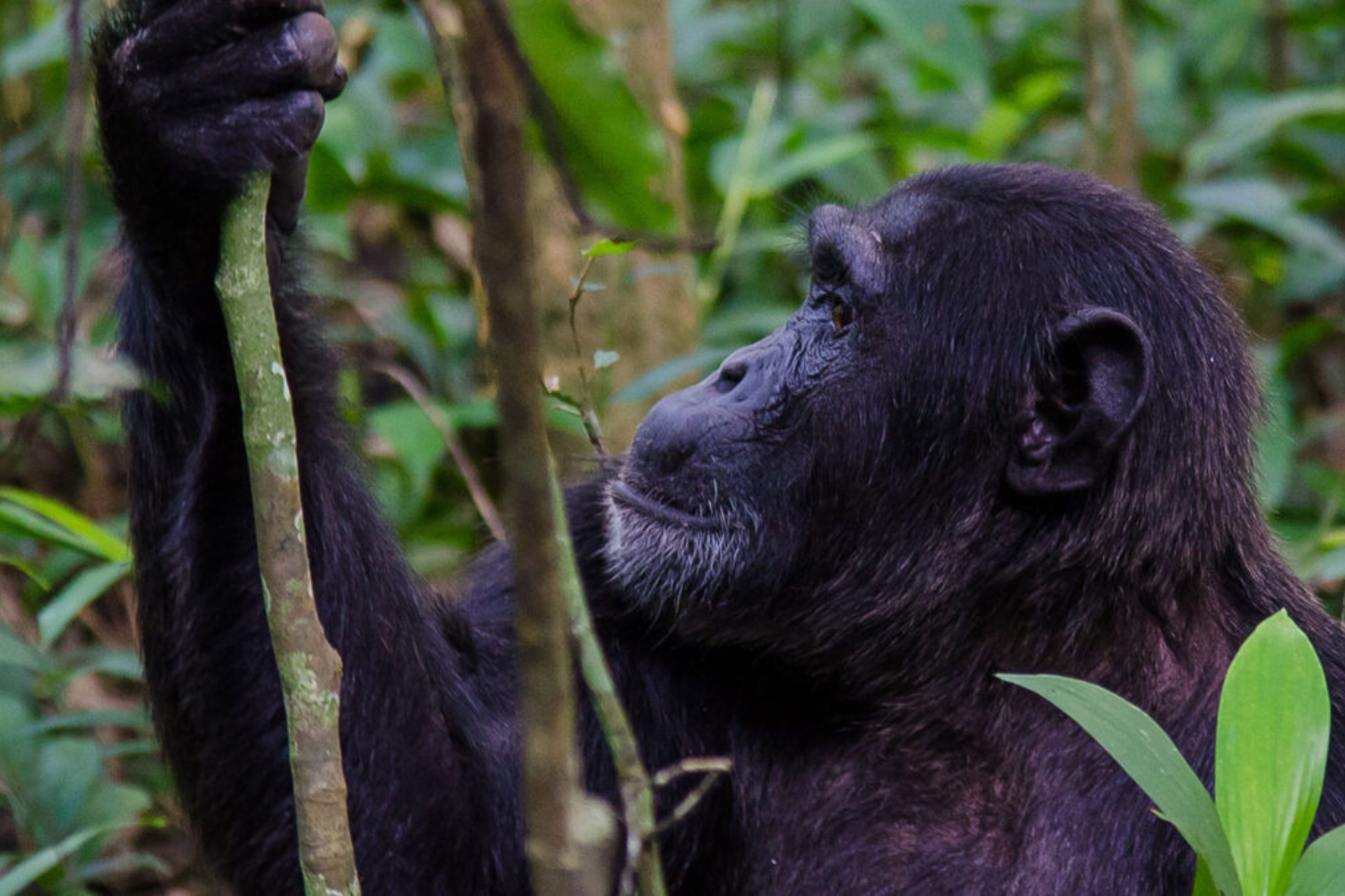 Top 10 tourist activities to do in Uganda