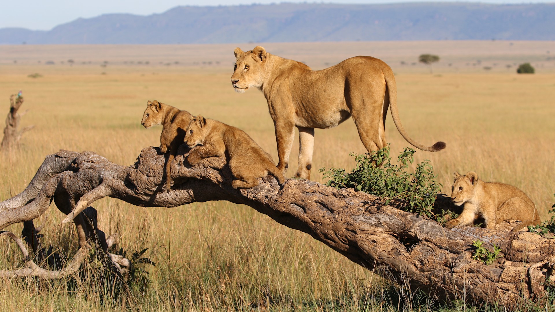 3 Days Queen Elizabeth National Park Safari