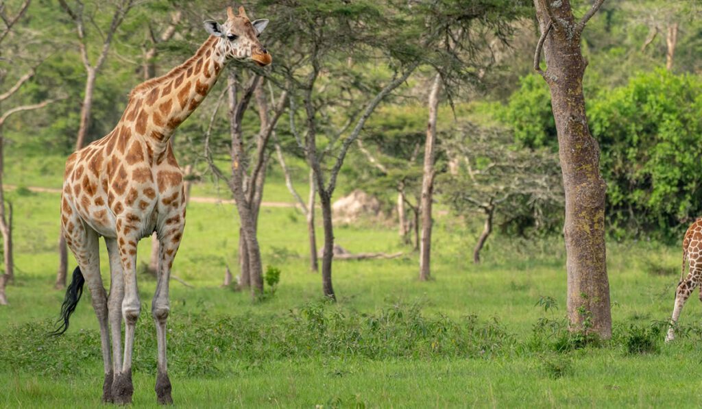 Akagera and Volcanoes National Park Safari