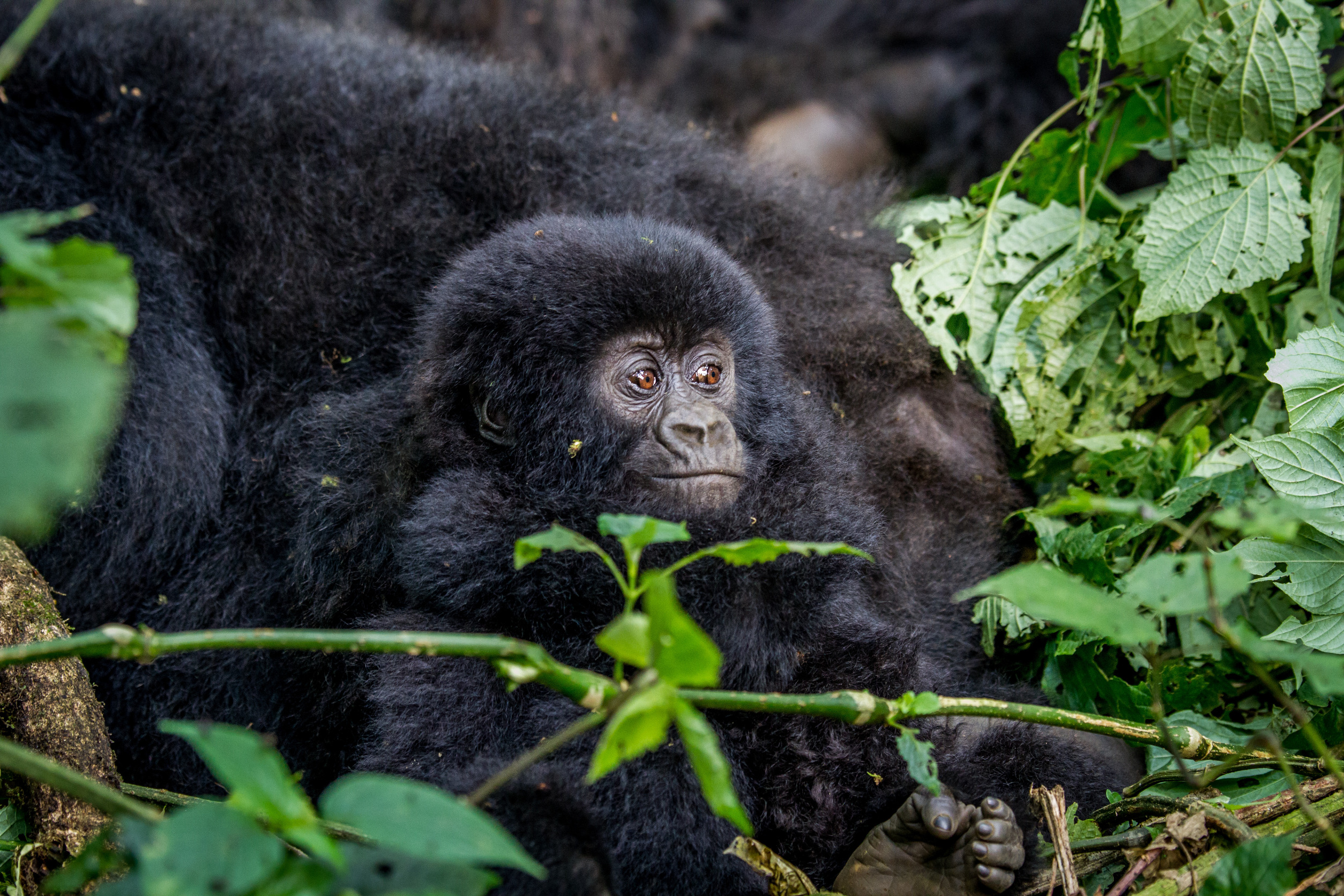 4 Days Rwanda Double Gorilla Trekking Safari 