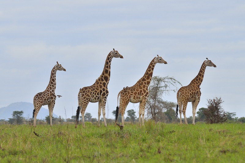 6 Days Kidepo and Murchison falls National Park Safari