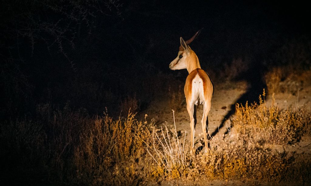 6 Days Akagera National Park and Volcanoes National Park Safari