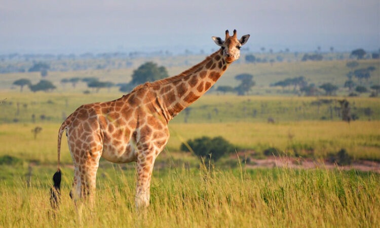 3 Days Queen Elizabeth National Park Safari