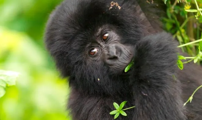 3 Days Volcanoes National Park Gorilla Safari