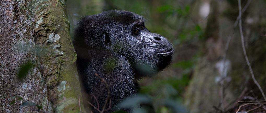 Complete Guide to Gorilla Trekking in Uganda