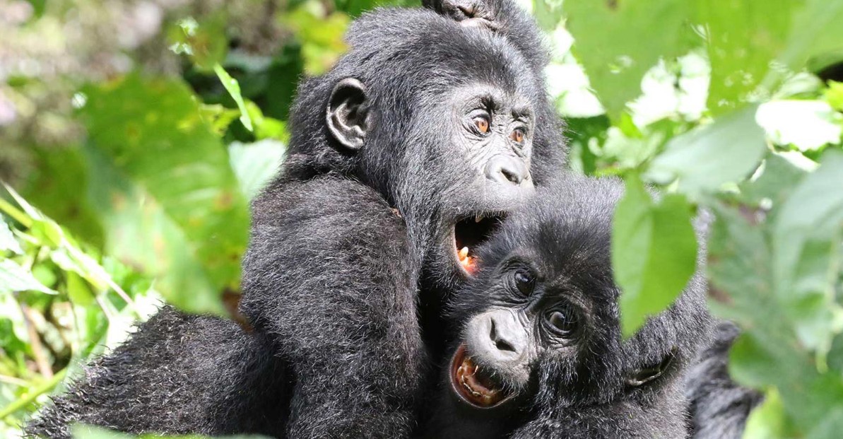 Ultimate Guide for Gorilla Trekking in Rwanda 2026