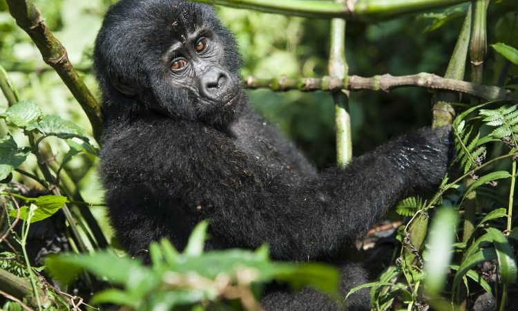 When to Trek Gorillas in Uganda?