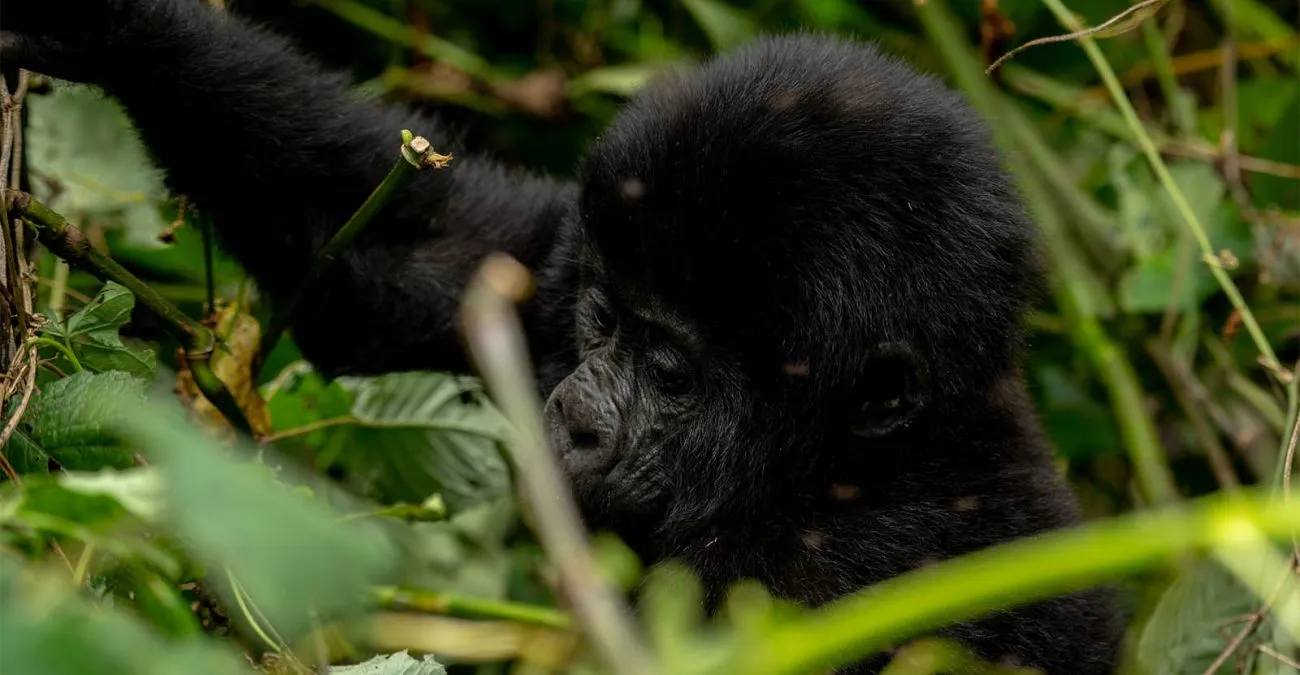 4 Days Akagera & Bwindi Safari