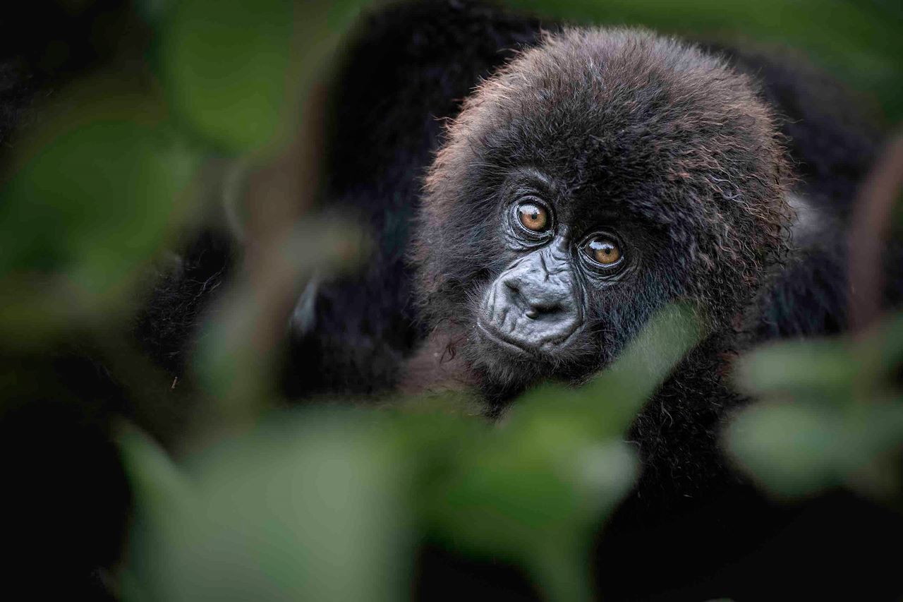 Ultimate Guide for Gorilla Trekking in Rwanda 2026