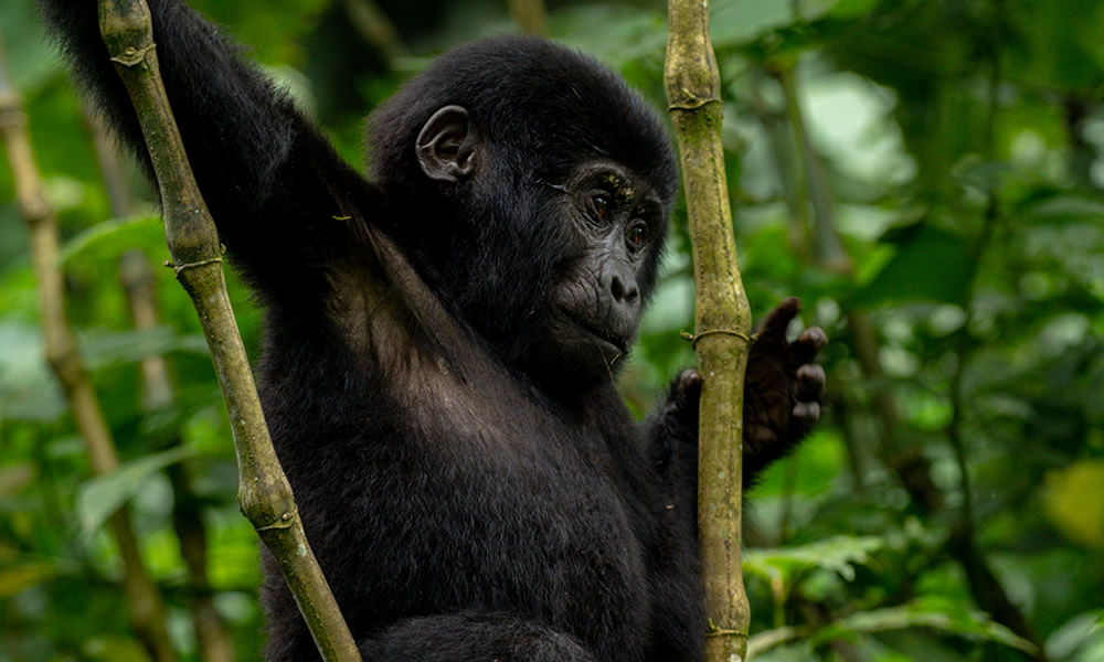 Gorilla Trekking in Rwanda