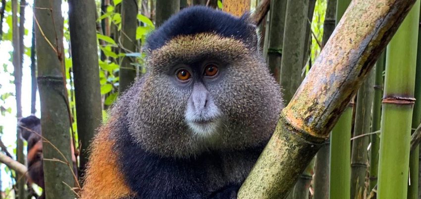 4 Days Uganda Gorilla and Golden monkey trekking Safari