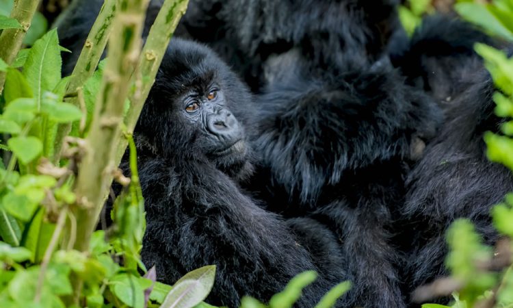 Gorilla trekking in Mgahinga National Park