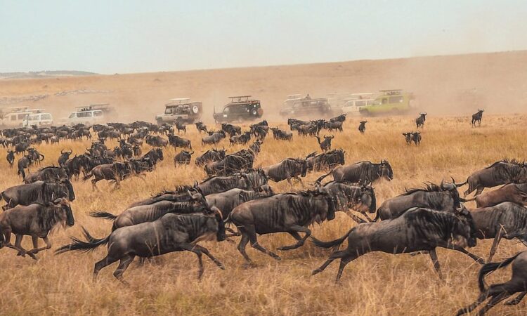 7 Days Kenya Wildlife Safari