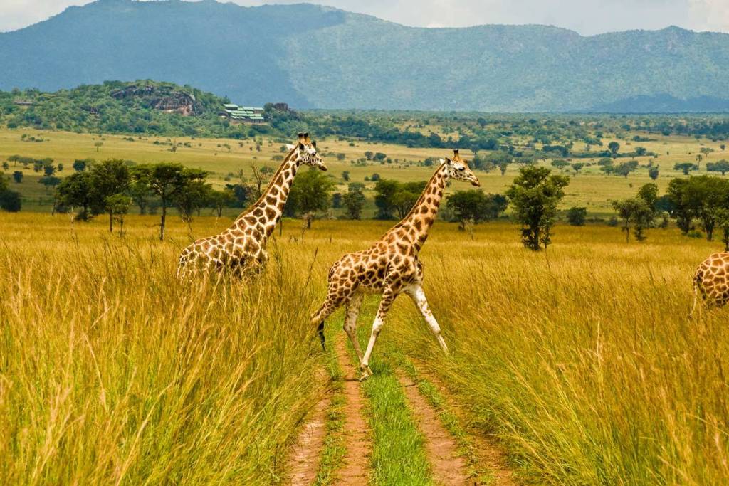 Kidepo Valley National Park