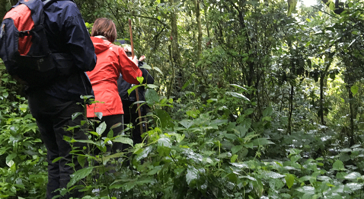 Nyungwe Forest National Park Hiking Trails