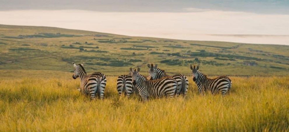 4 Days Zanzibar Island and Tanzania Flyin Safari