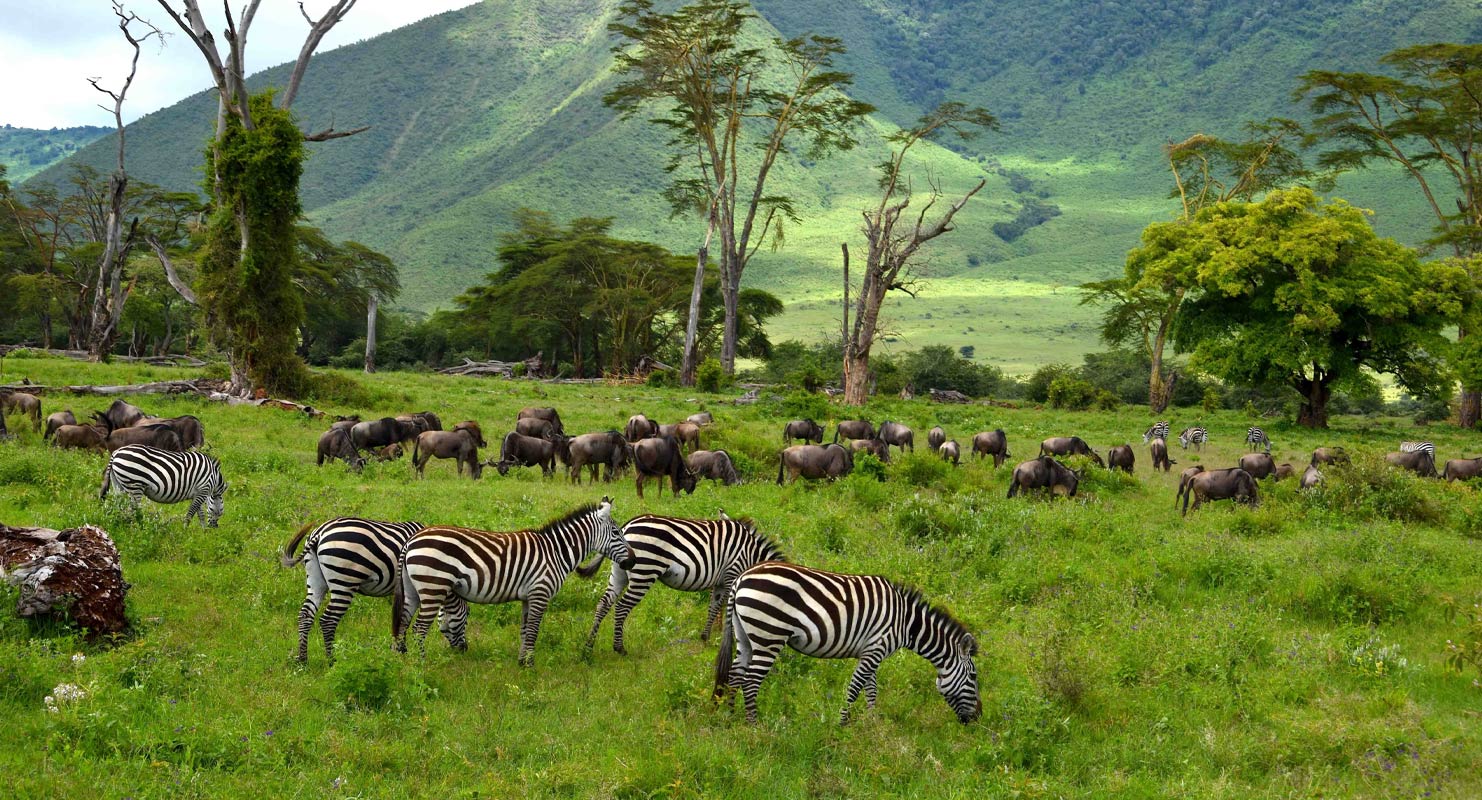 4 Days Zanzibar Island and Tanzania Flyin Safari