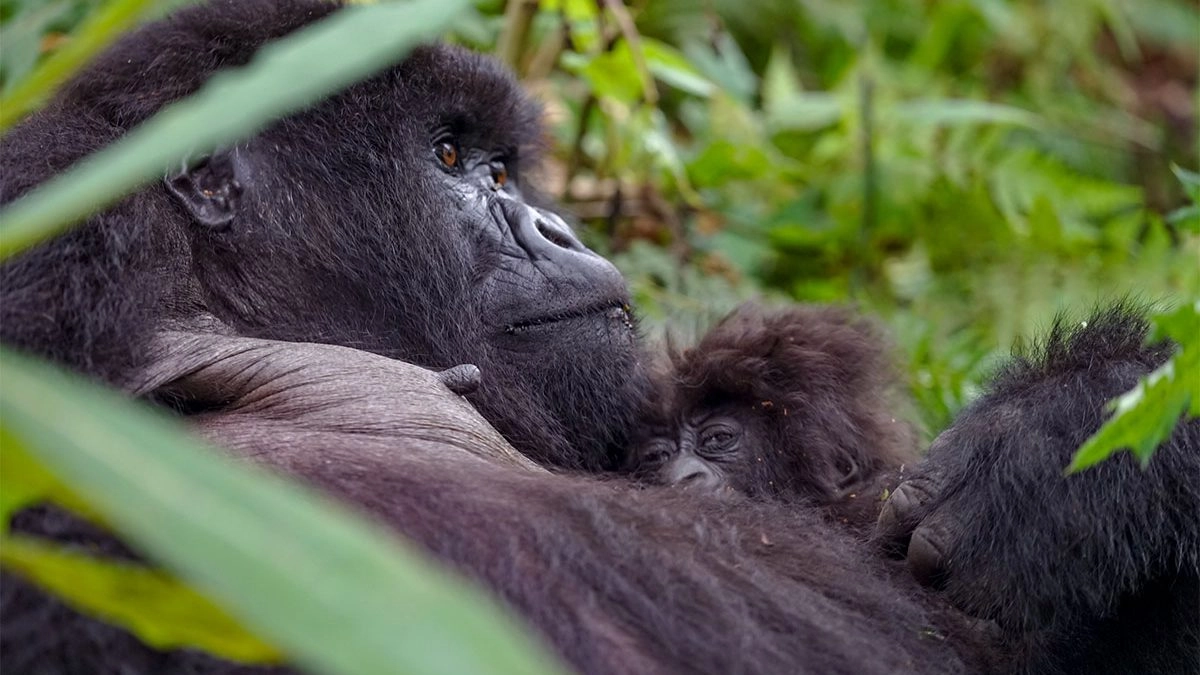 10 Days Uganda Chimpanzee and Gorilla tracking Safari