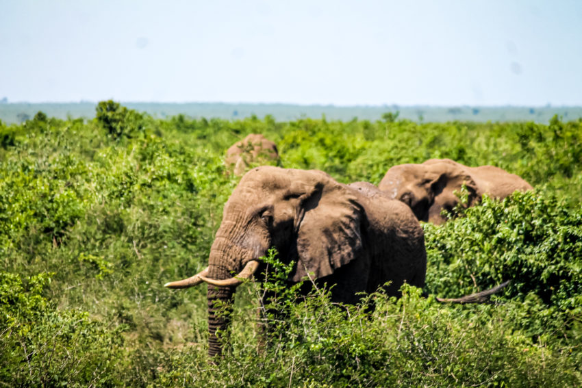 10 Days Uganda Chimpanzee and Gorilla tracking Safari