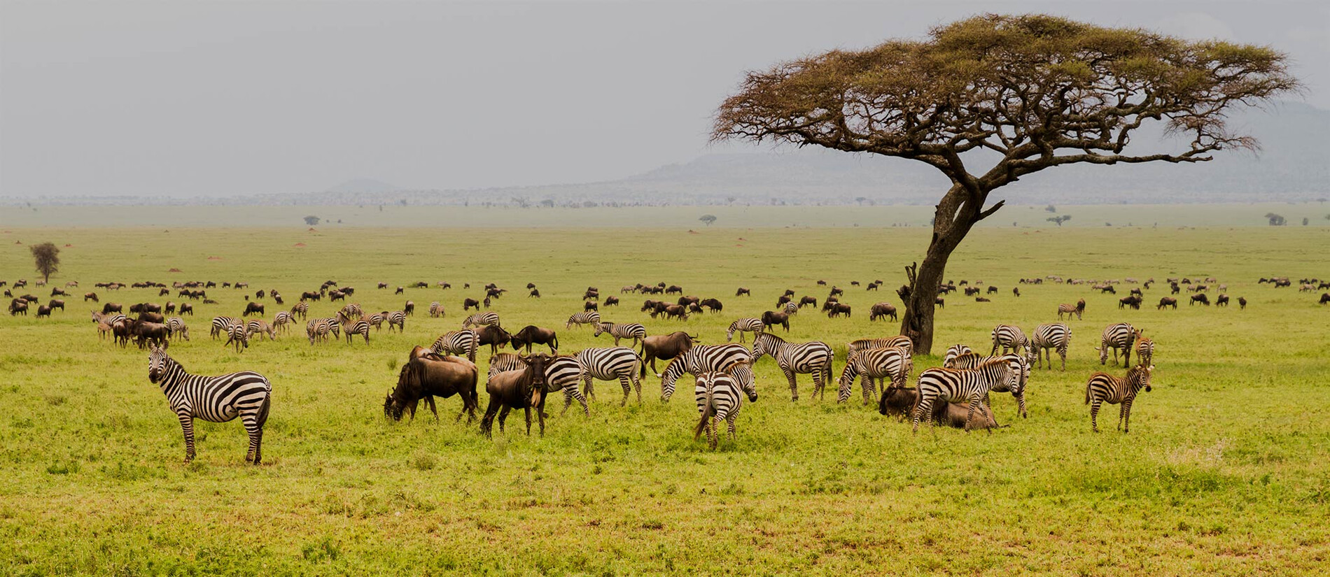 4 Days Serengeti National Park Safari