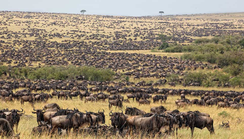 4 Days Serengeti National Park Safari