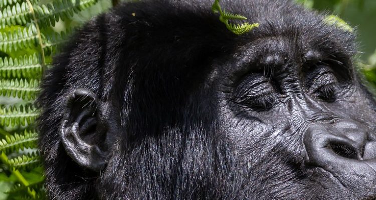 7 Days Rwanda Gorillas and Chimpanzee Safari