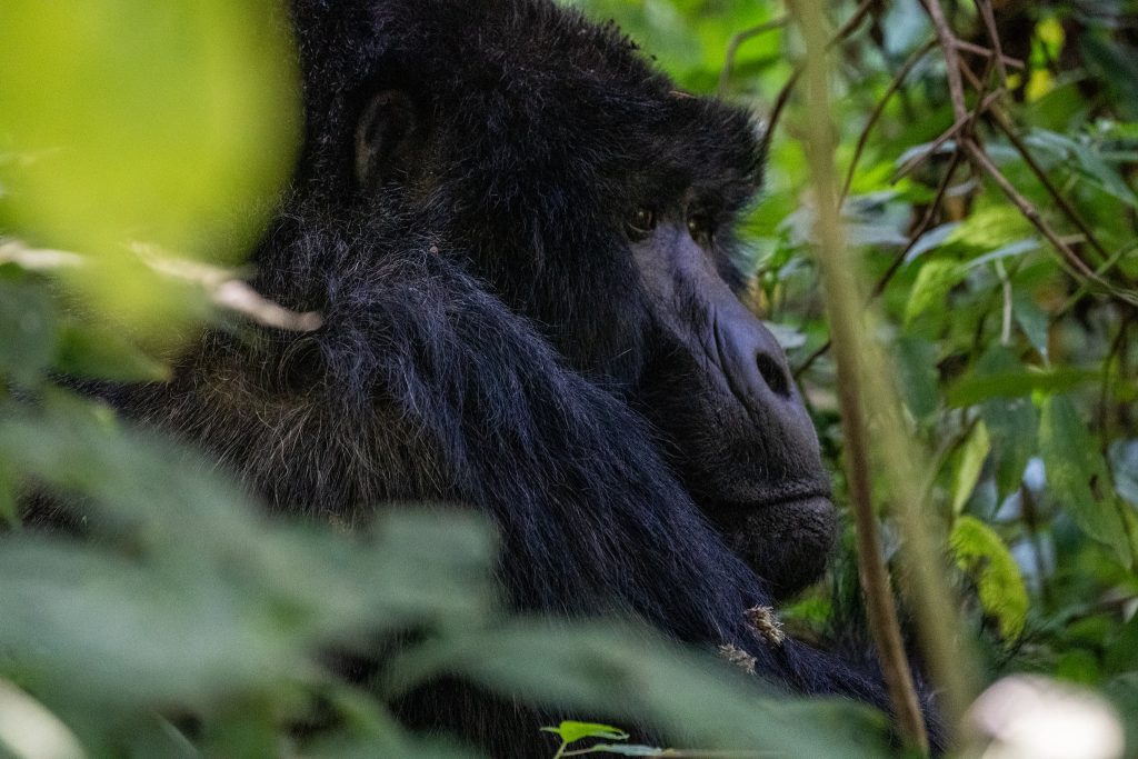 Why Is Gorilla Trekking So Expensive?
