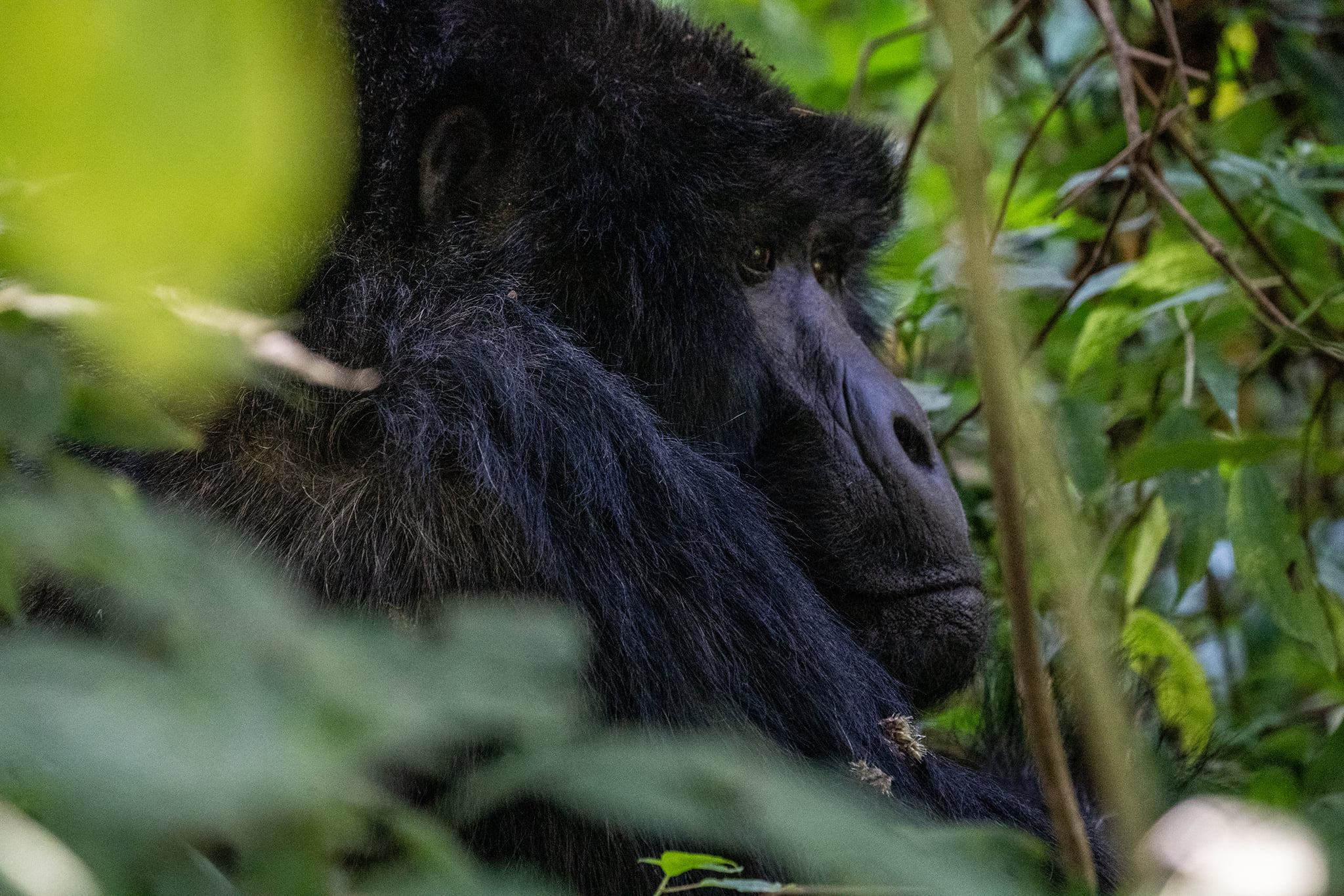 4 Days Rwanda Gorillas & Mount Bisoke